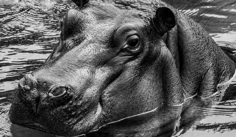 L'hypopotame photo manipulation de Wttrwulghe Xavier