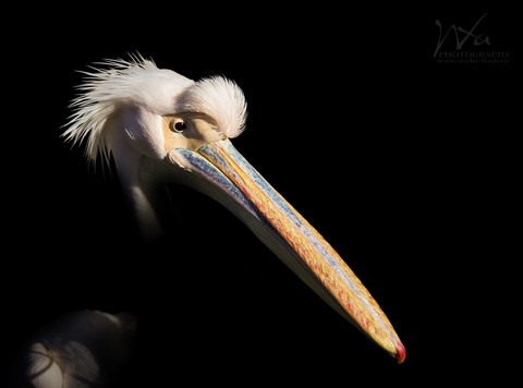 Le pelican photo manipulation de Wttrwulghe Xavier