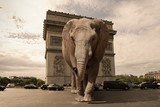 un éléphant à Paris
