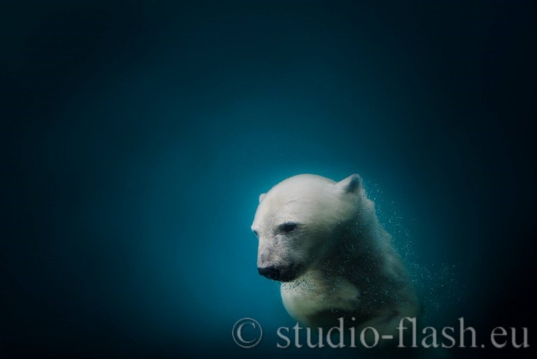White bear, polair bear, ice de Wttrwulghe Xavier