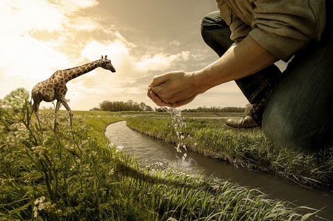 La girafe à la rivière de Wttrwulghe Xavier