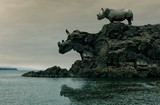 Rhino rock de Wttrwulghe Xavier