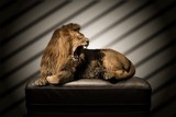 Le lion sur le canapé de Wttrwulghe Xavier