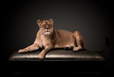 La lionne sur le canapé de Wttrwulghe Xavier