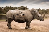 mon rhino protégé de Wttrwulghe Xavier