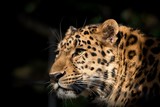 le leopard de Wttrwulghe Xavier